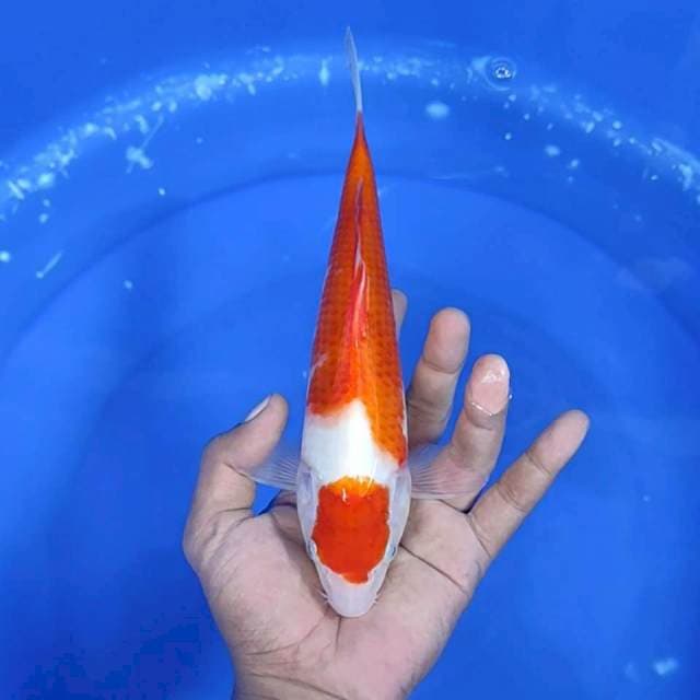 Kuhaku / 24 cm