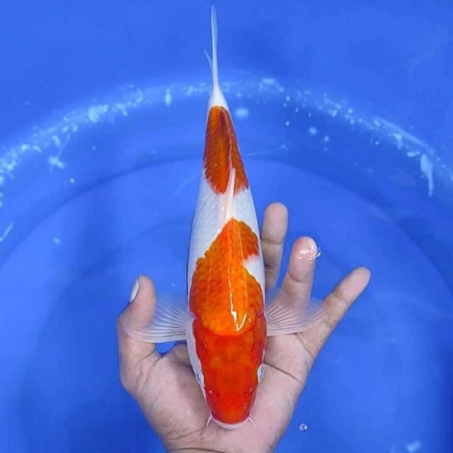 Kuhaku / 29 cm