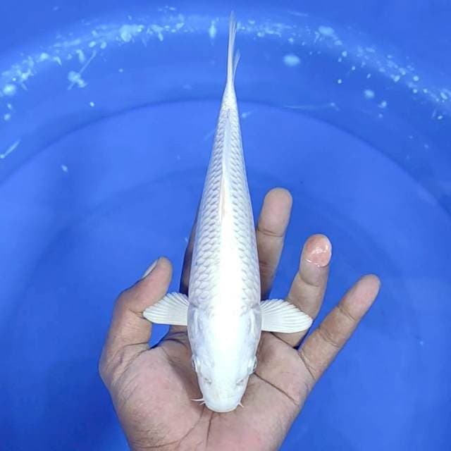 Platinum / 24 cm
