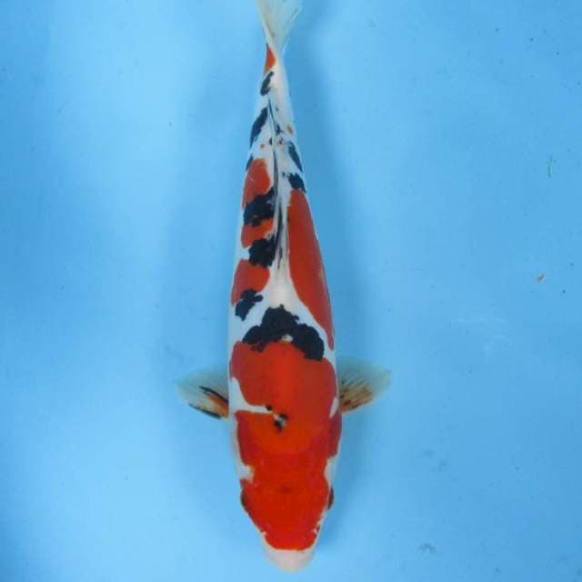 Doitsu Sanke - 35 cm