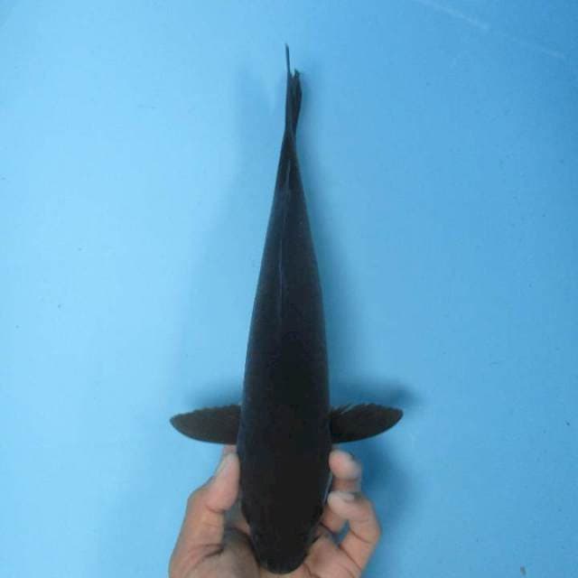 Karasu - 32 cm