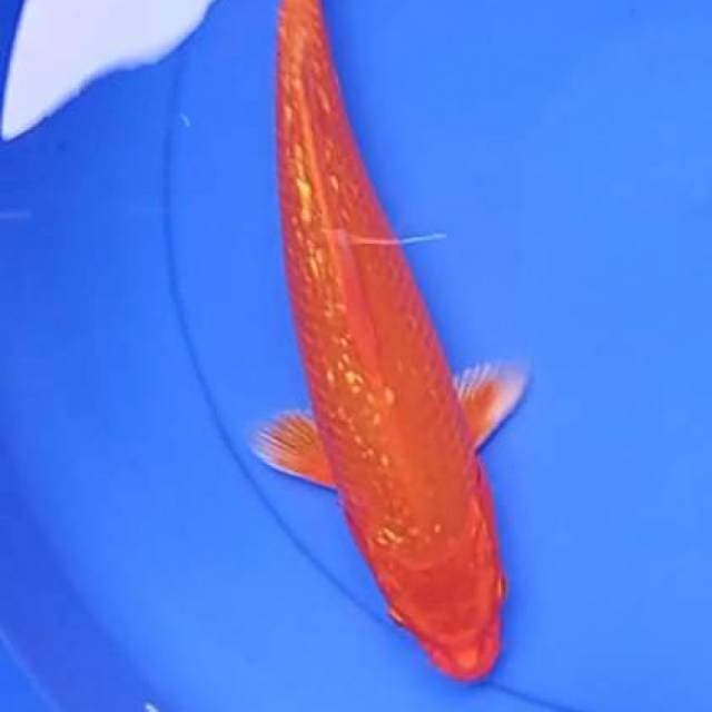 Red ginrin 29 cm