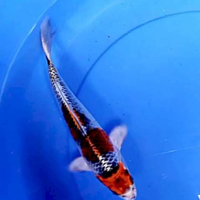 Kujaku 26 cm