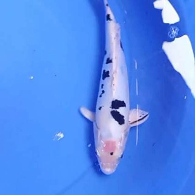 Doitsu bekko 23 cm