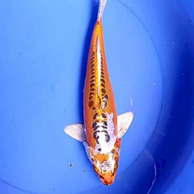 Kiko 33 cm