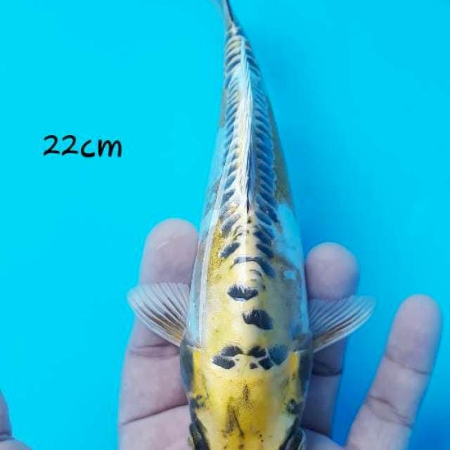 Kiko 22