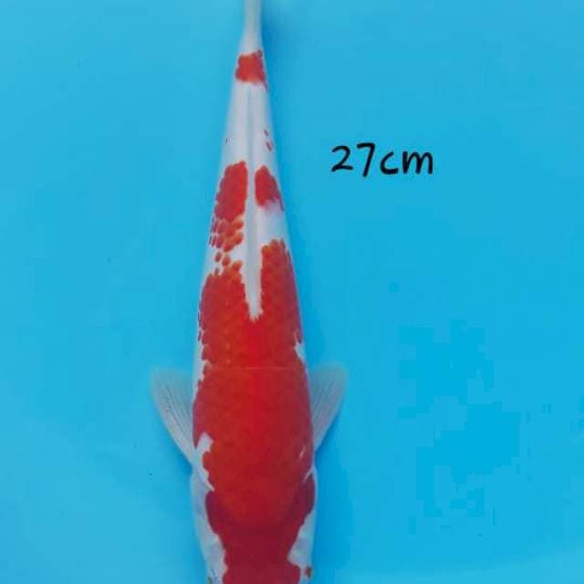 Kohaku male 27
