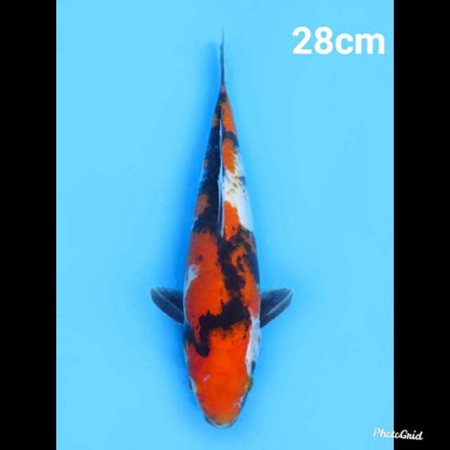Showa Sanshoku , 28cm