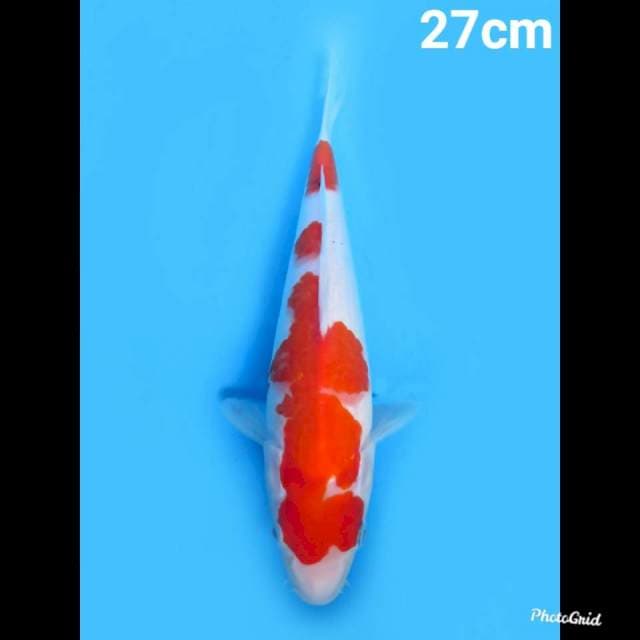 Kohaku , 27cm