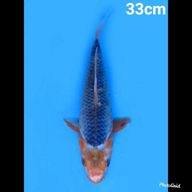 Maruten Asagi , 33cm