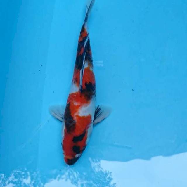Showa 25cm