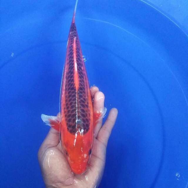 Akamatsuba 30cm