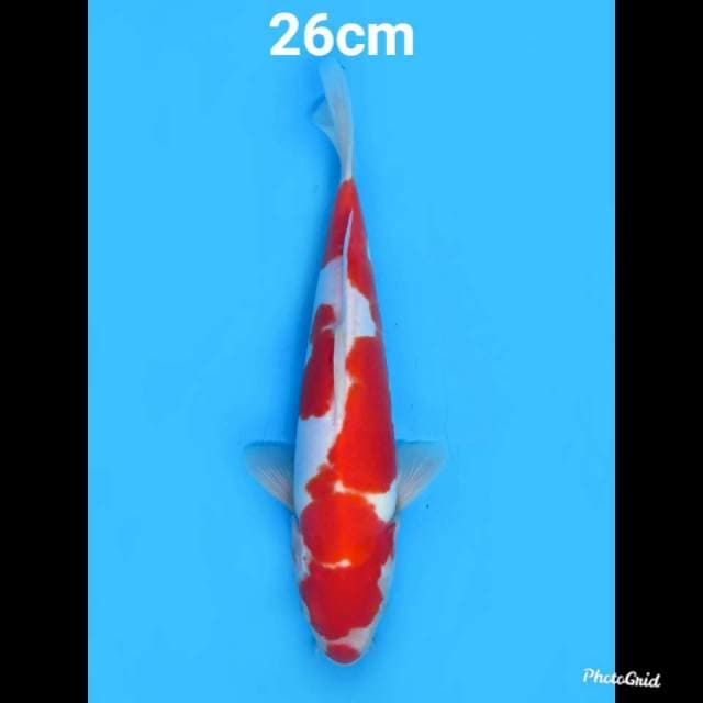 Red Doitsu Murni , 26cm