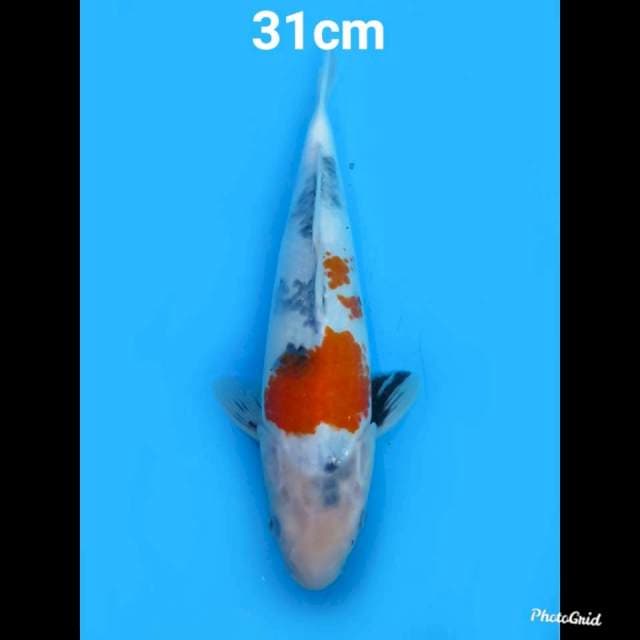 Kindai Showa , 31cm