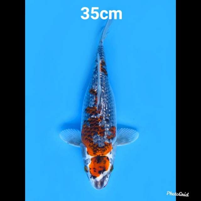 Beniginga Ginrin , 35cm