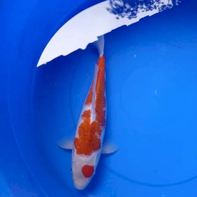 Ai Koromo jumbo