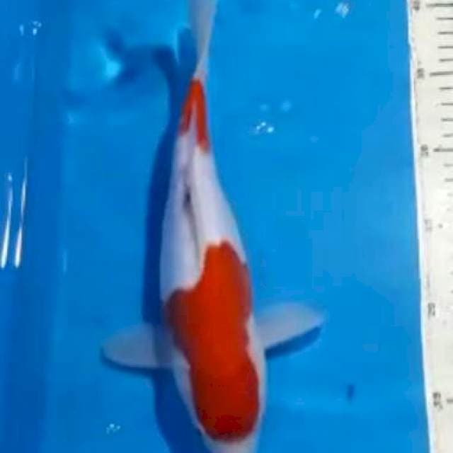 kohaku doitshu 28cm