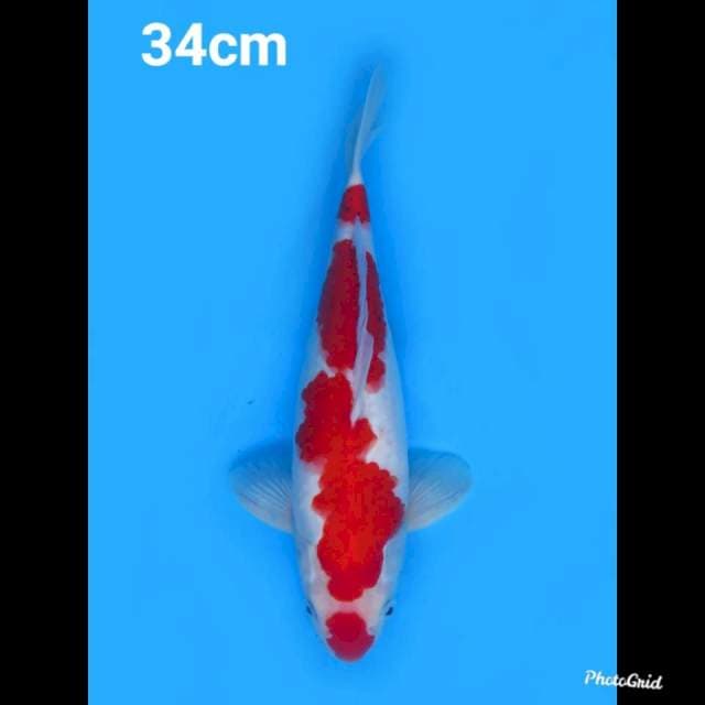 34cm , Male , Red Kohaku