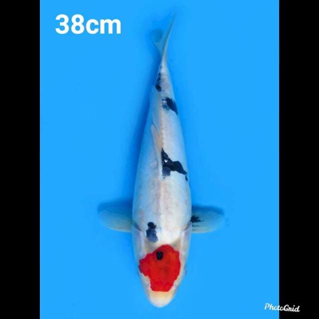 38cm Fml , Tancho Showa Doitsu Ori