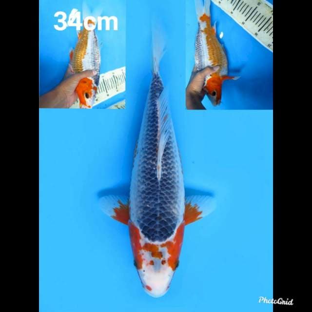 34cm fml , Asagi