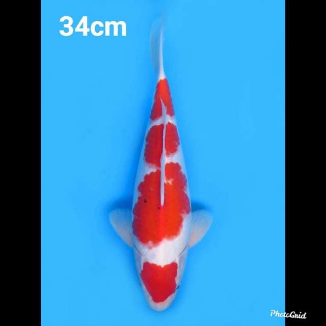 34cm Male , Maruten Sanke Tategoi Ori
