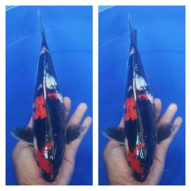 Black zombie showa 30cm