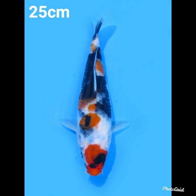 25cm Fml , Kindai Showa Ori