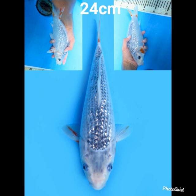 Asagi Full Ginrin , 24cm