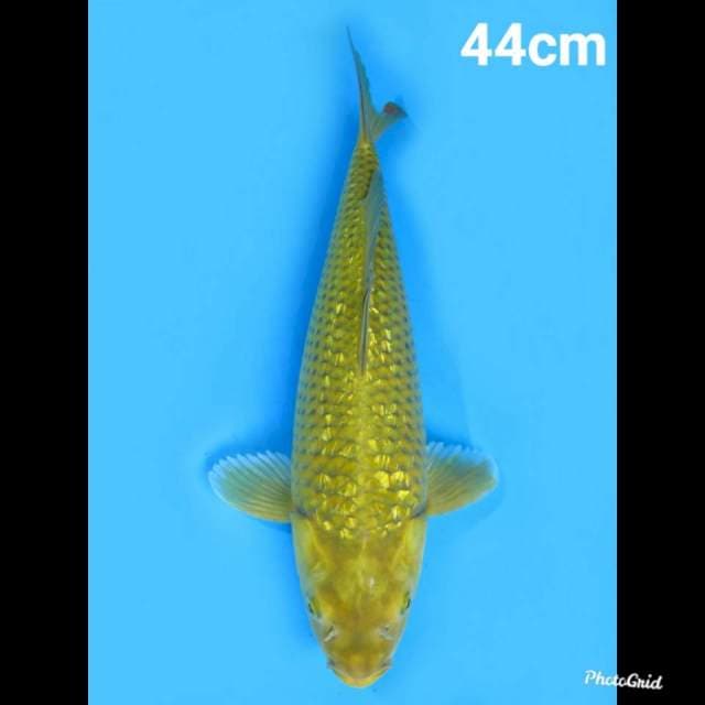 Tidak Bocor , Midori Ginrin Bakat Jumbo , 44cm