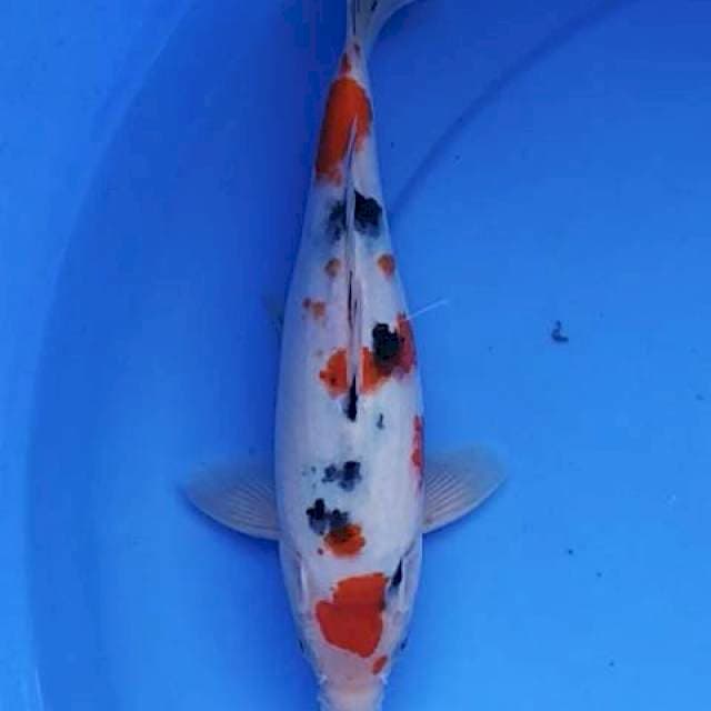 Sanke trotol 26 cm