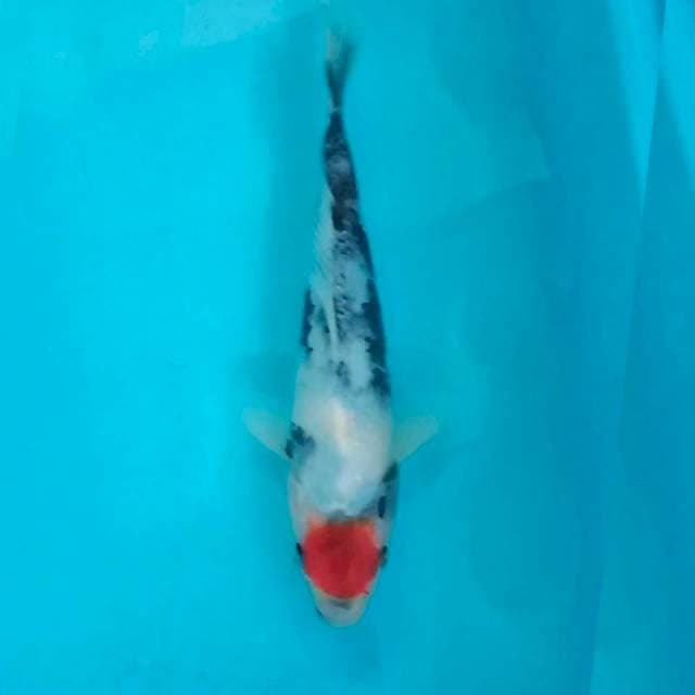 Tancho showa tategoi 24cm