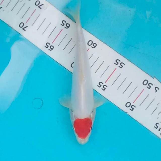 Tancho kohaku doit 21cm
