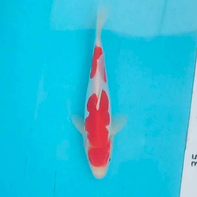 Original kohaku doit 20cm