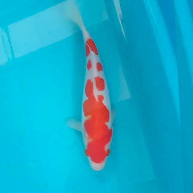 Original kohaku doit 23cm