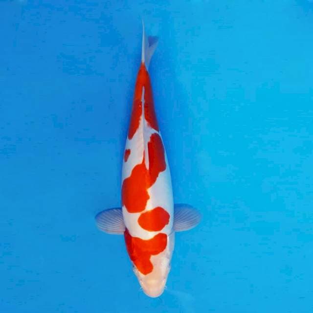 HANA 1 - Kohaku Doitsu ®