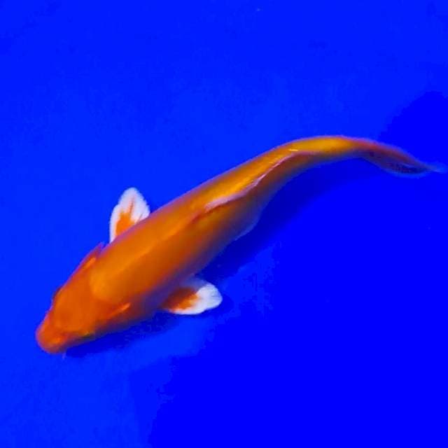 ORENJI DOITSU 26CM..👍🏻
