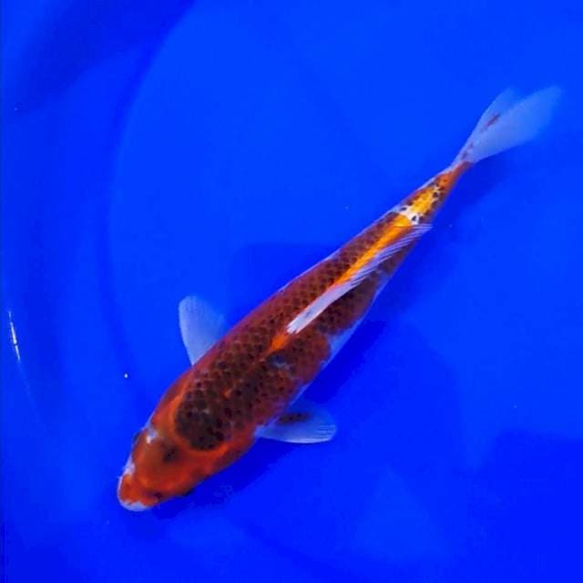 GOSHIKI 26CM
