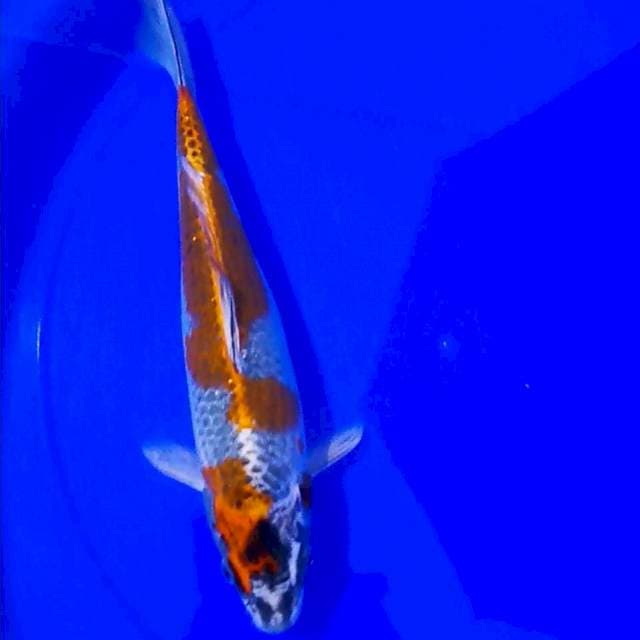 KUJAKU 31CM