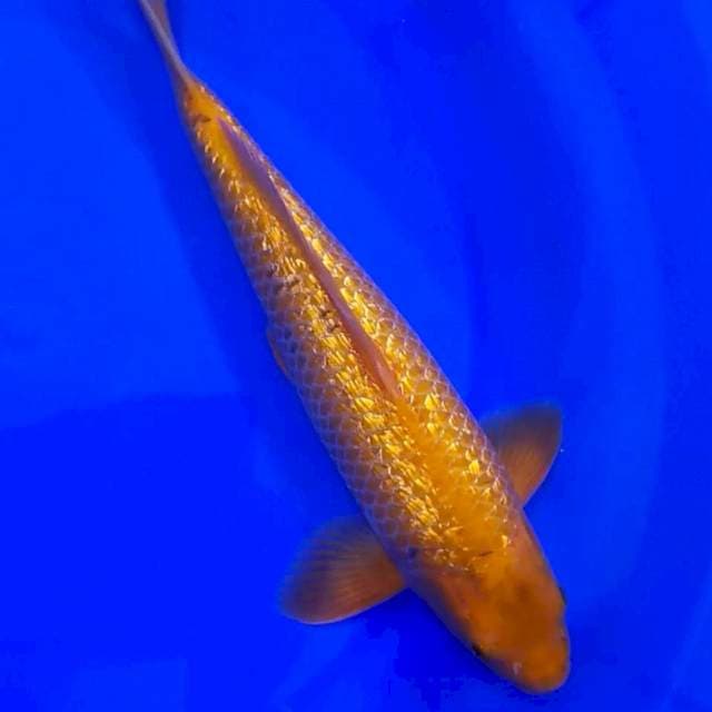 ORENJI GINRIN 33CM KERLOP KERLOP