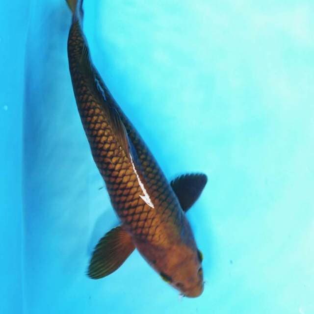 CHAGOI 34 cm