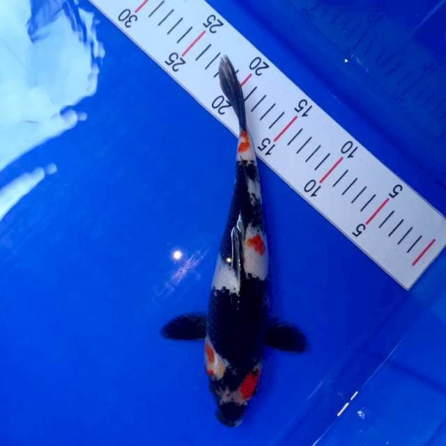 Showa, 27CM