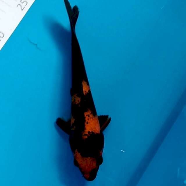 #2 hi utsuri 20cm