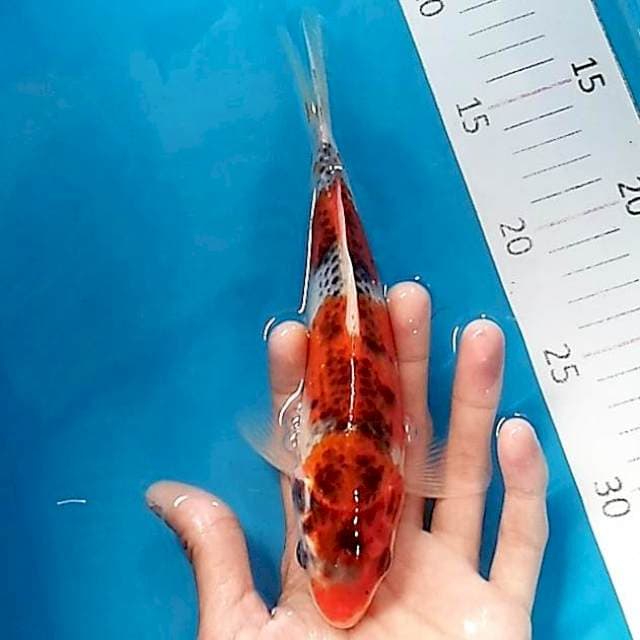 #9 goshiki 21cm