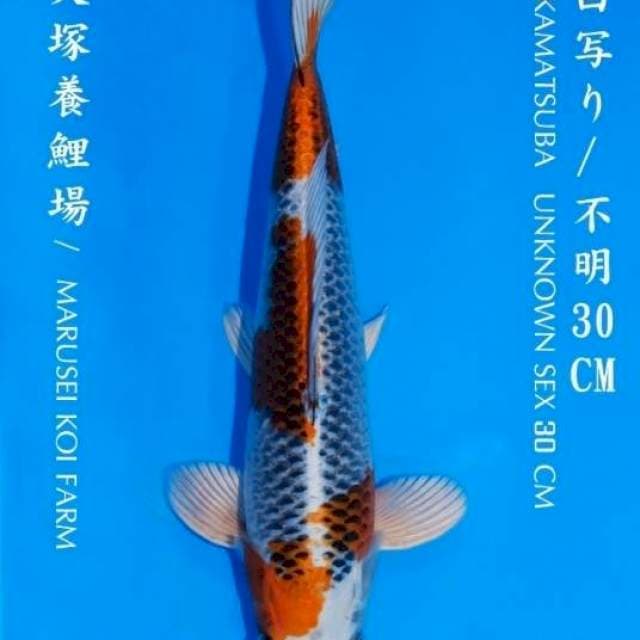 Kujaku saito