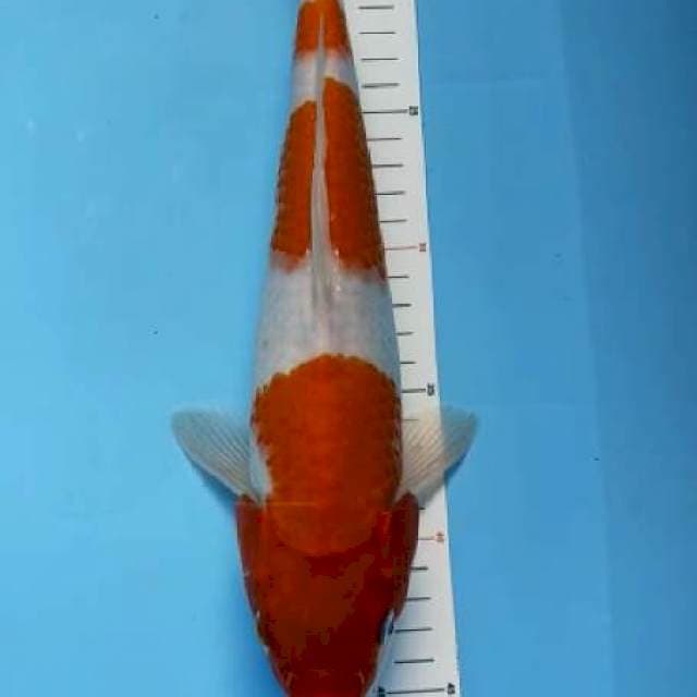 Kohaku