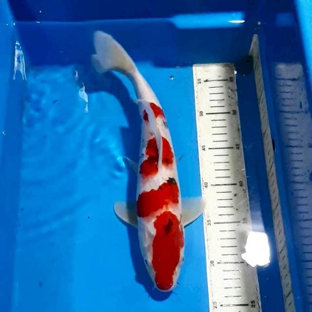 kohaku sanke 34cm
