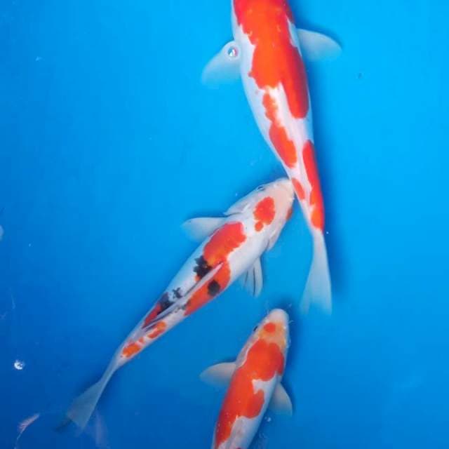 Kohaku sanke doitsu