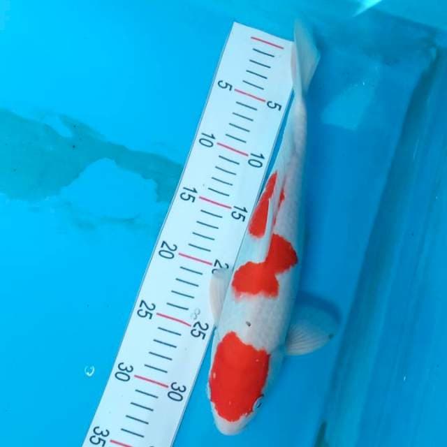 Kohaku 35cm step three