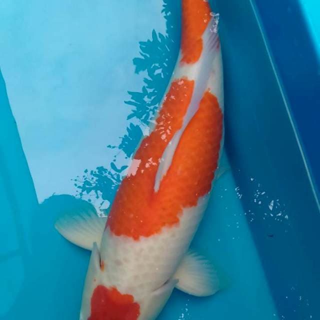 Kohaku Jumbo, 60 bu