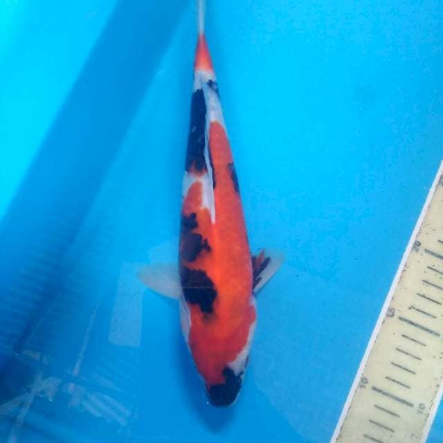 Showa sansoku 29bu
